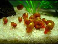 Caracóis Planorbis Corneus