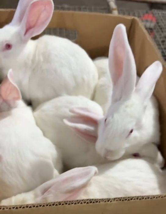 Кролики термонцы. Кроли. Крольчата. кроленята