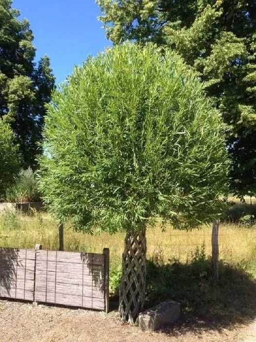 Drzewko plecione z wikliny amerykańskiej, wierzba pleciona
