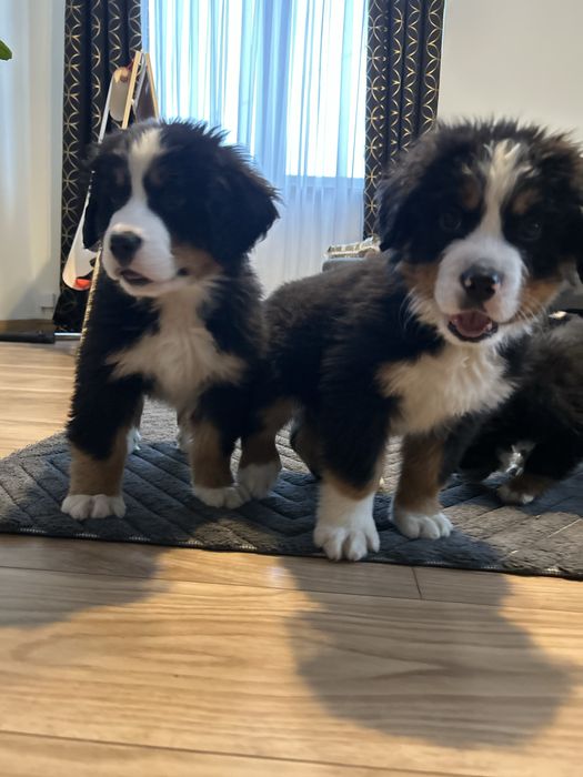 Berneński pies pasterski samiec szczeniak