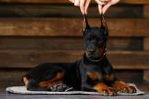 Doberman szczeniak o mocnej anatomii