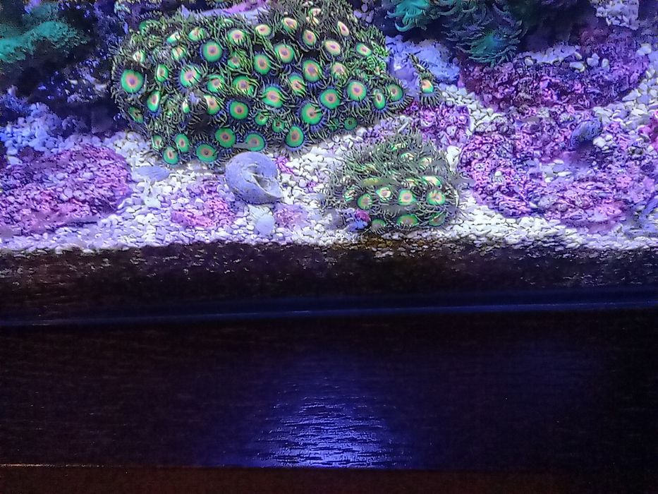 Zoanthus rasta, zoa, akwarium morskie, akwarystyka.