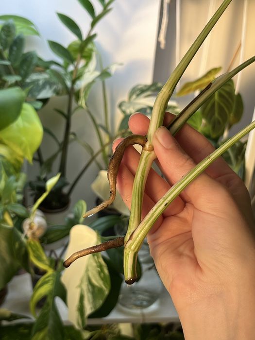 Верхівки монстери альби 2шт