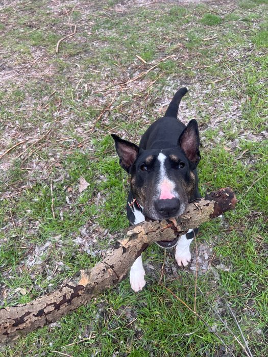 Кобель міні Бультерʼєр шукає сучку для вʼязки м.Камʼянське. 5,5 років.