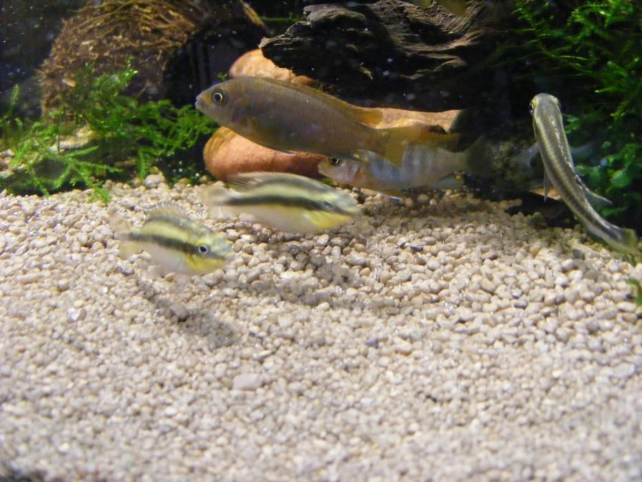 GB piasek kwarcowy czarny / brązowy żwirek do akwarium