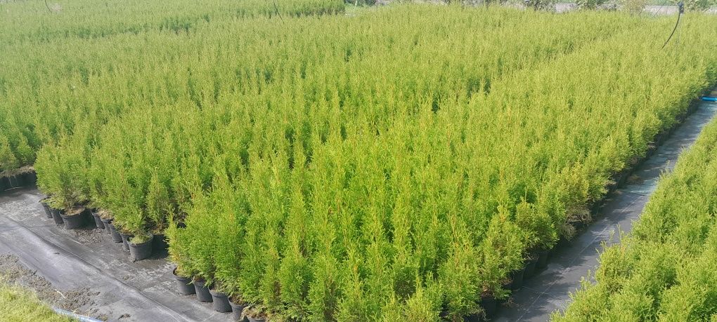 Tuja thuja szmaragd wys 60-80cm