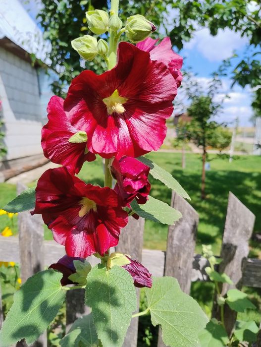 Malwa ogrodowa losowe kolory sadzonek w doniczkach P9