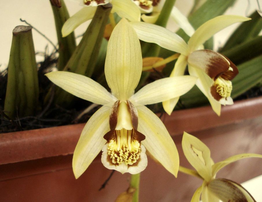 Orquídea de Colar, Orquídea de canela - Aromática