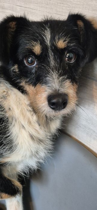 Suczka około dwa lata