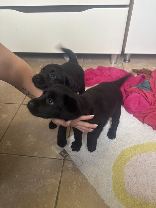 Цуценята лабрадор