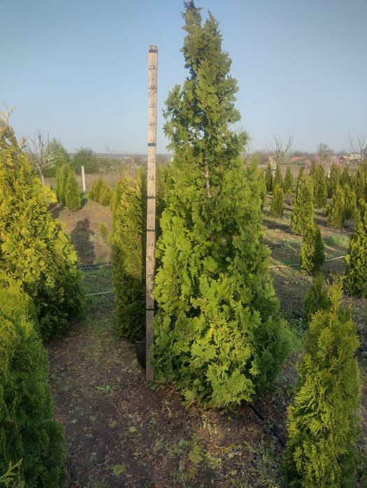 Продам хвойні рослини заввишки 2 метра