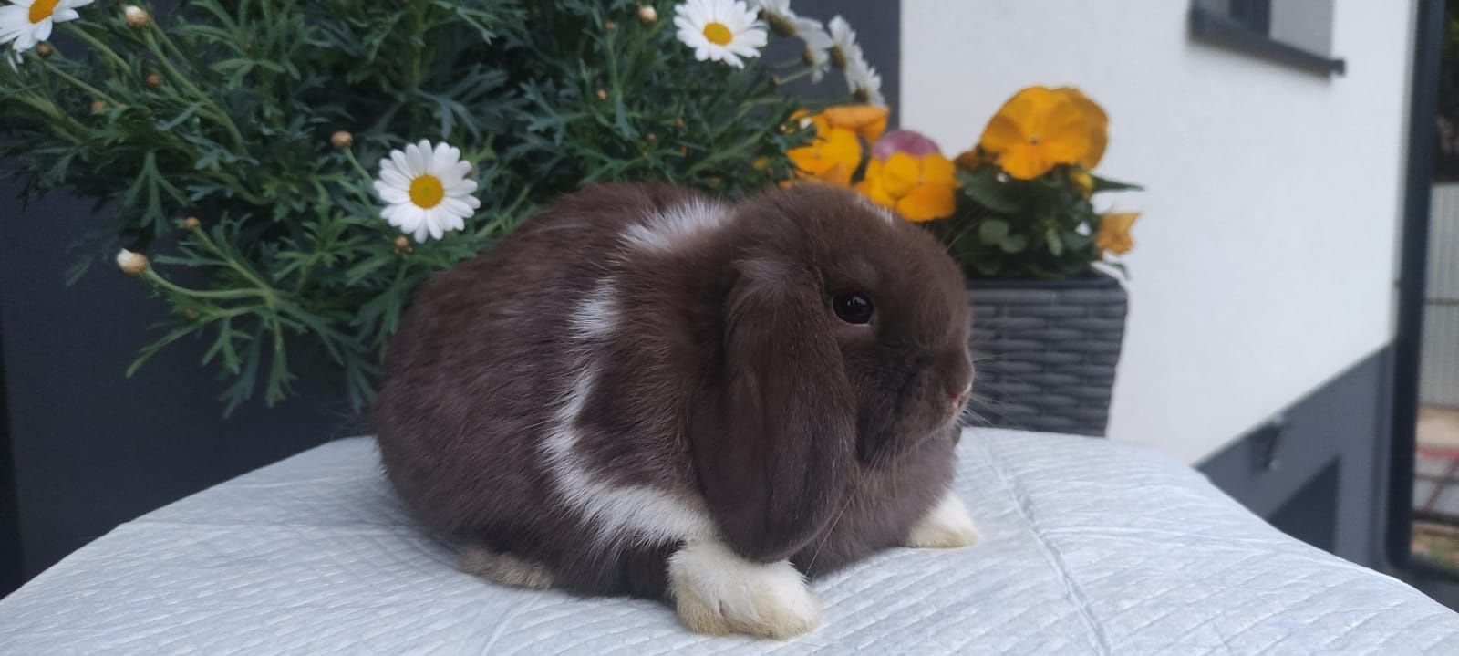 Mini lop królik gotowe do odbioru