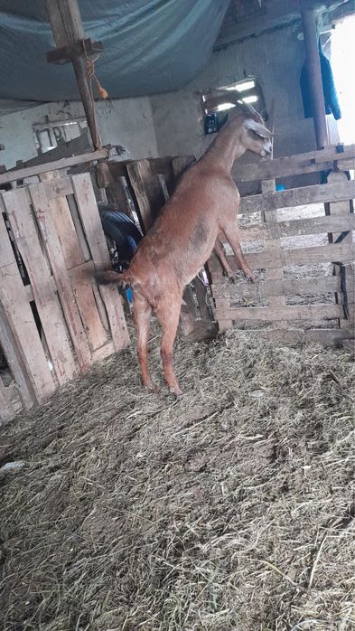 Коза англонубійська