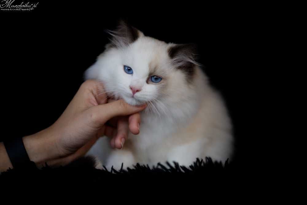 Ragdoll, przepiękny kocurek seal bicolor lynx z rodowodem FPL