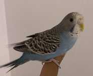 Periquito Azul 8€