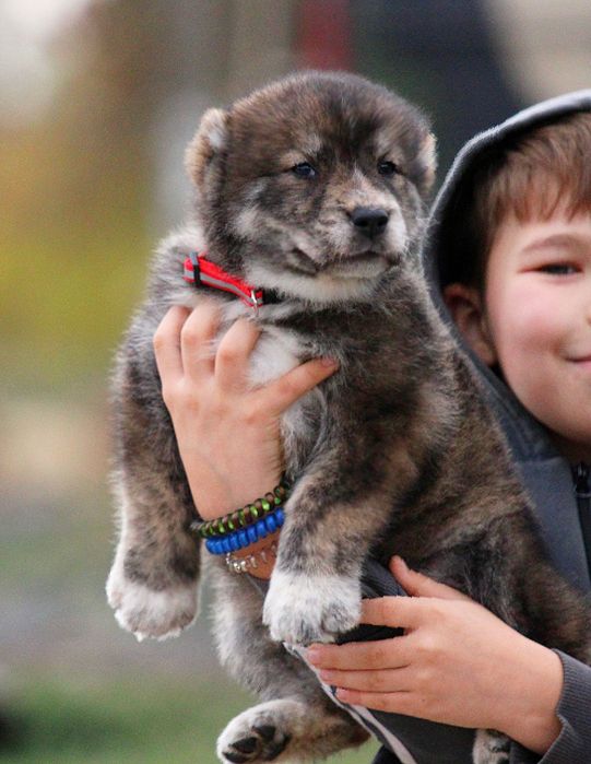 Дівчатка  -  кавказюлі.
