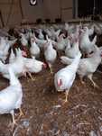 Kury Nioski Leghorn 24 tygodnie! Wysyłka od 10 sztuk.