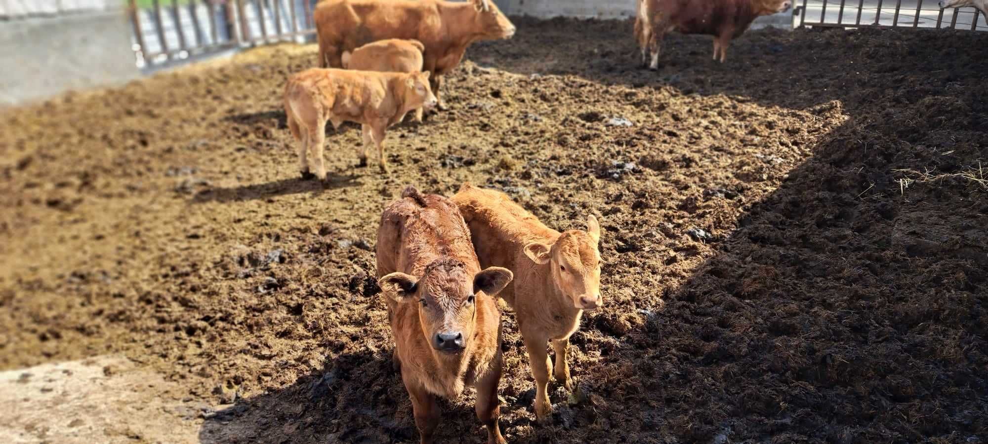 Sprzedam stado krów mięsnych z cielakami