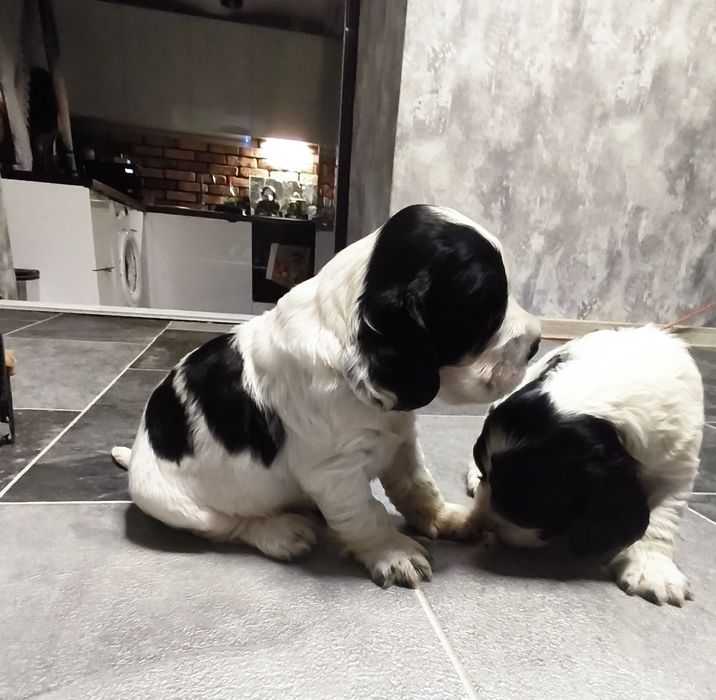 Cocker spaniel angielski biało-czarny z przesianiem