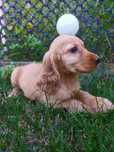 Cocker spaniel suczka gotowa do odbioru