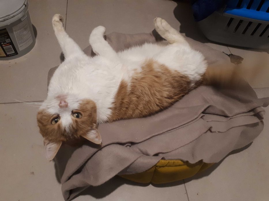 Miecio szuka rodziny, adopcja