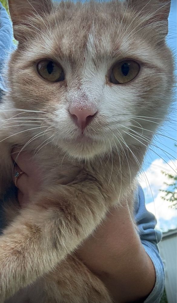 Котик дівчинка , 7 місяців