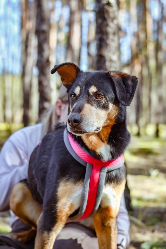 Afgan- średniej wielkości pies do odpowiedzialnej adopcji