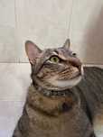 Adoção gato macho