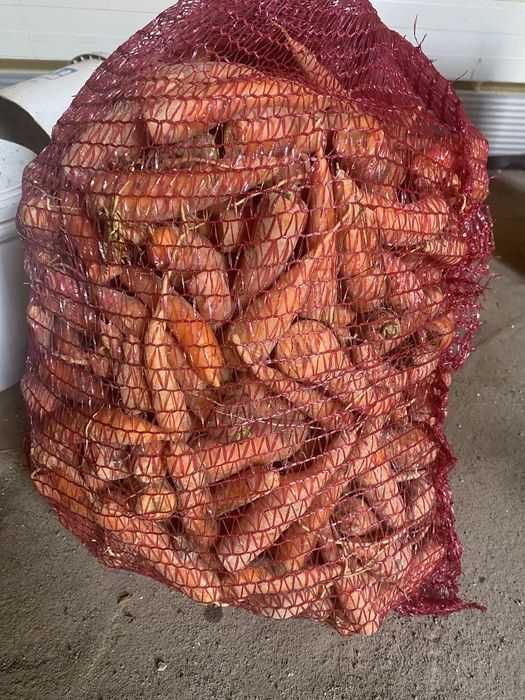 Marchew odpadowa dostępne 3 tony