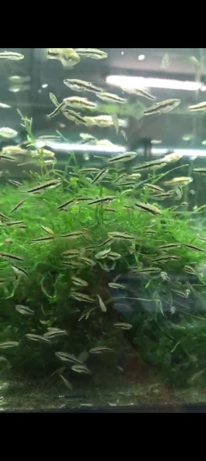 Heterandia Formosa