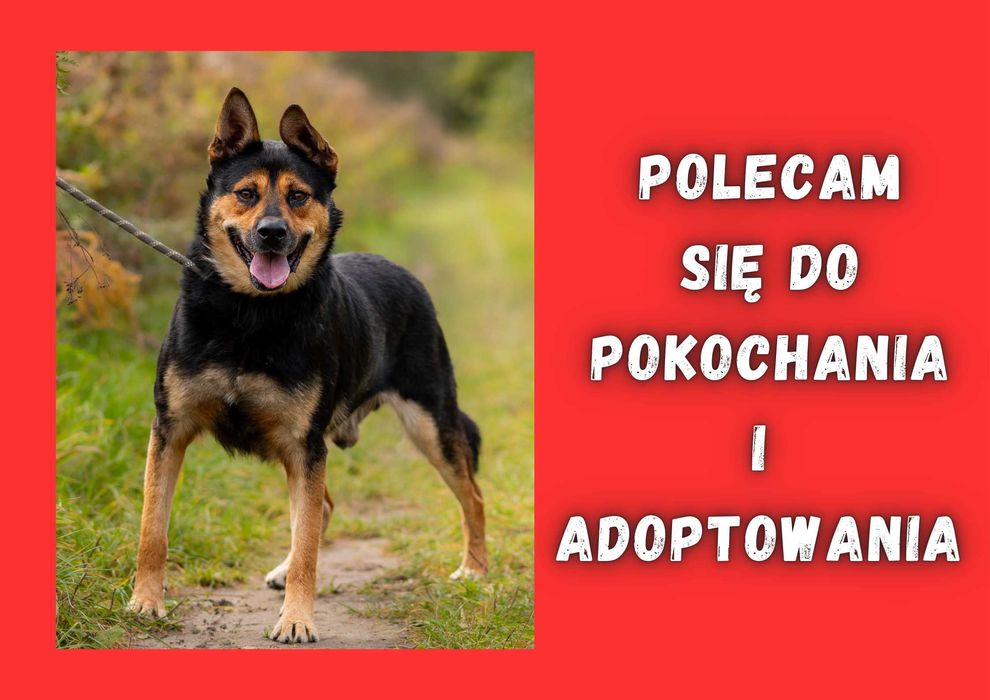 IVAN - marzy o nowym domu i rodzinie :)