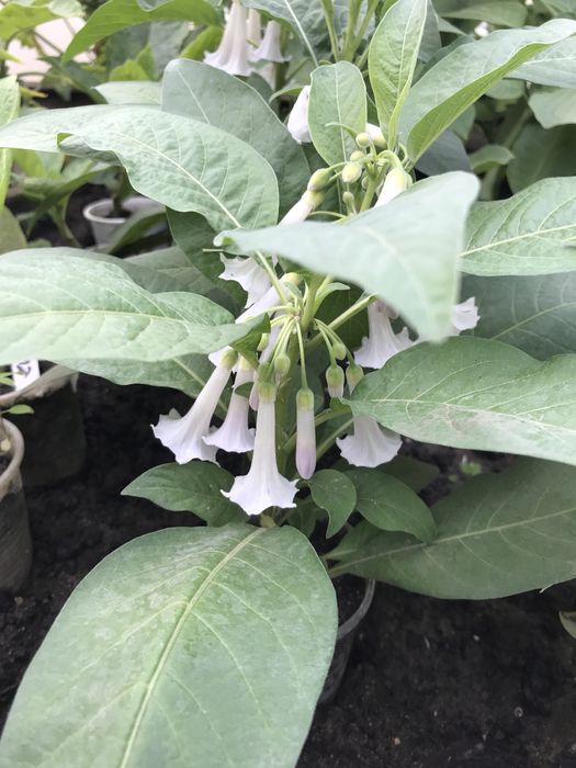 Iochroma wieksza o kwiatach bialych