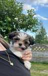 Shih-tzu shihtzu pies samiec tricolor pełna dokumentacja od zaraz