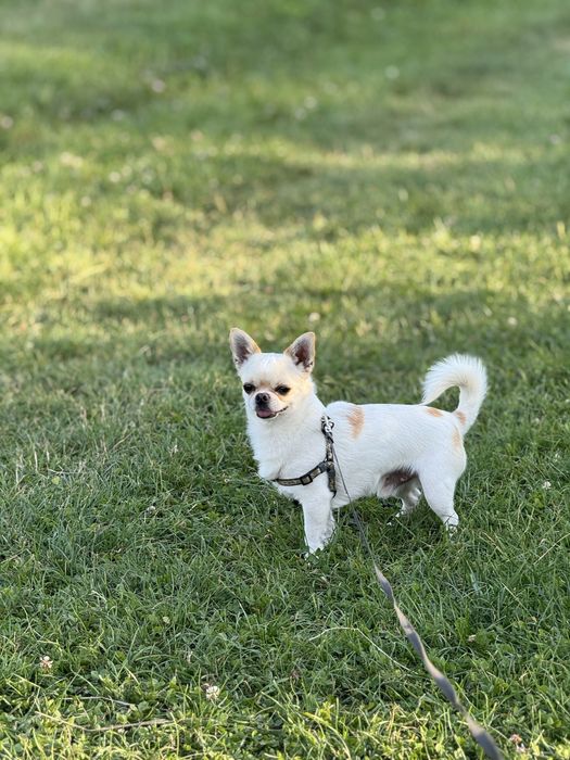 Вʼязка чихуахуа