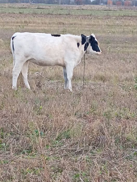 Продам тільні телиці