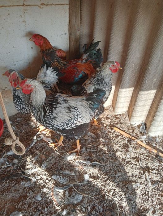 Galos wyandote e brahma perdiz dourada, 30€ cada.