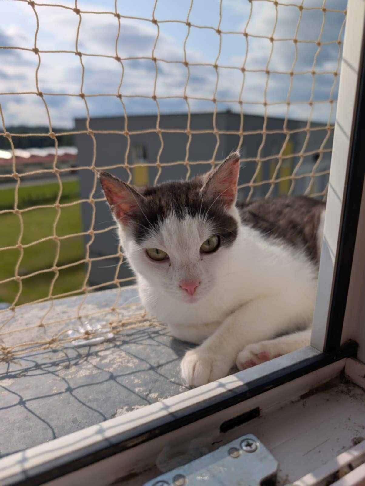 Iga młoda kotka do adopcji