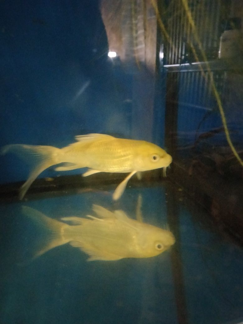 Carpa Koi de veu 15cm