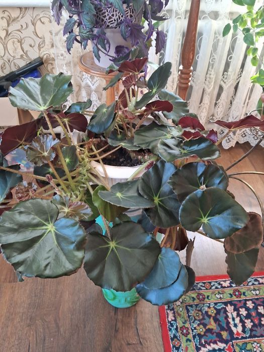 Бегоніїї фуксія  гінура  калатея  грош.дерево пеперомія  хойя