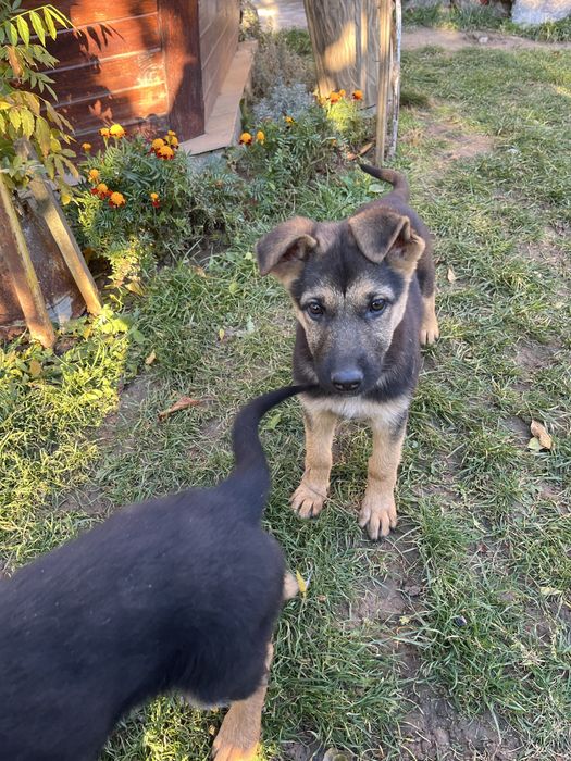 Продаються дівчатка німецької вівчарки