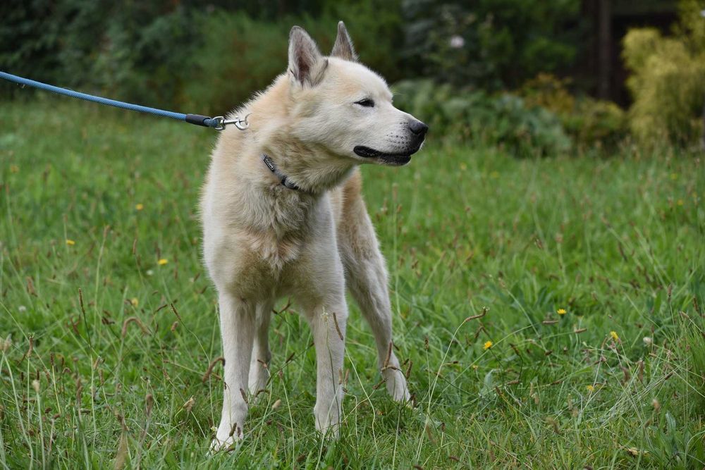 Atom - duży piesek do adopcji