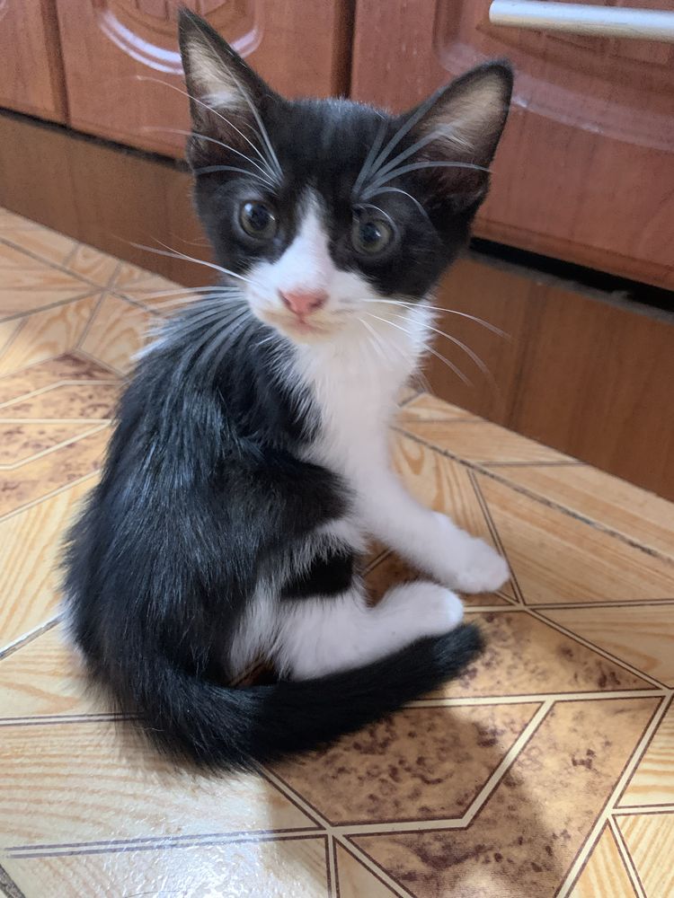 Отдам миленького котенка в хорошие руки