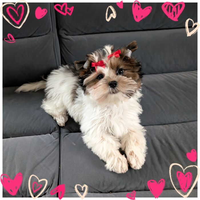 York suczka Colorful Biewer Golddust Yorkshire terrier