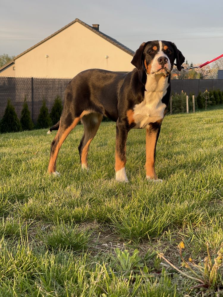 Duży Szwajcarski Pies suka
