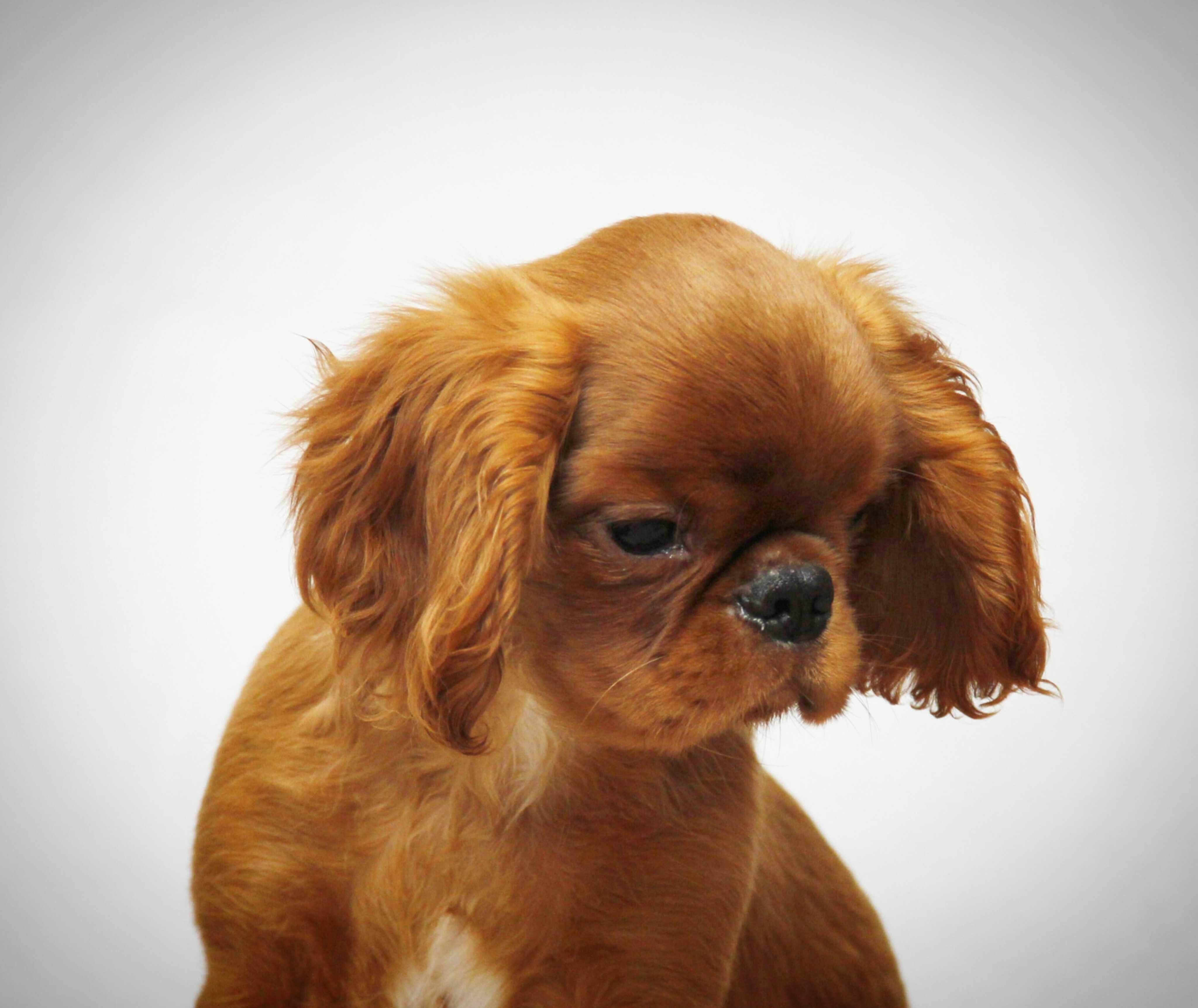 Ruby chłopiec King Charles Spaniel