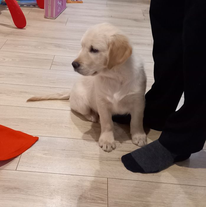 Samiec golden retriever