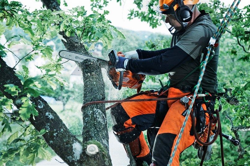 Poda e corte de arvores por acesso em cordas