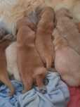 Golden retriever szczenię