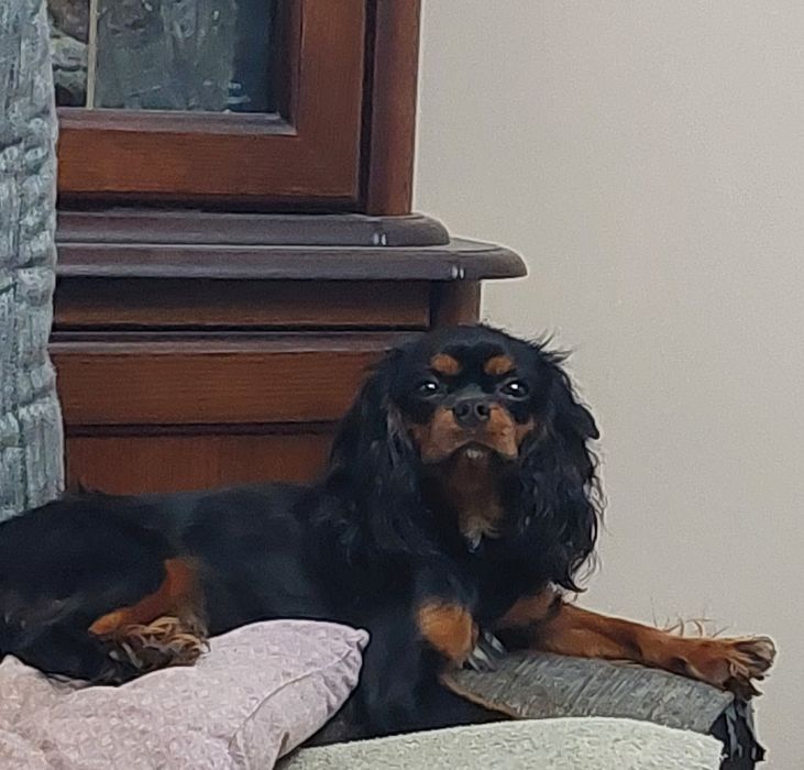 Cavalier King Charles spaniel suczka z rodowodem SWKIPR