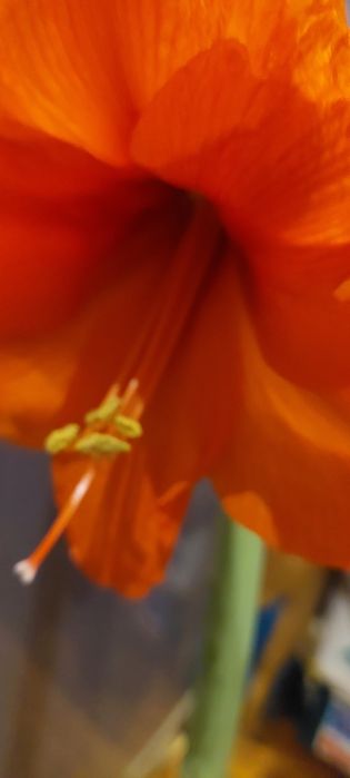 Гибискус ,эухариус ,Амаралис красный